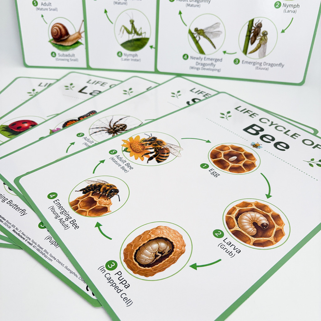 8 Pósters Educativos sobre el  - Science Nature reseña y precio